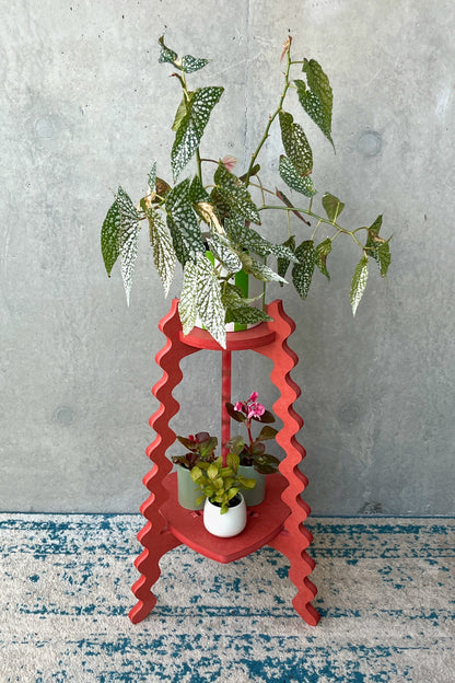 Valentines Special Edition