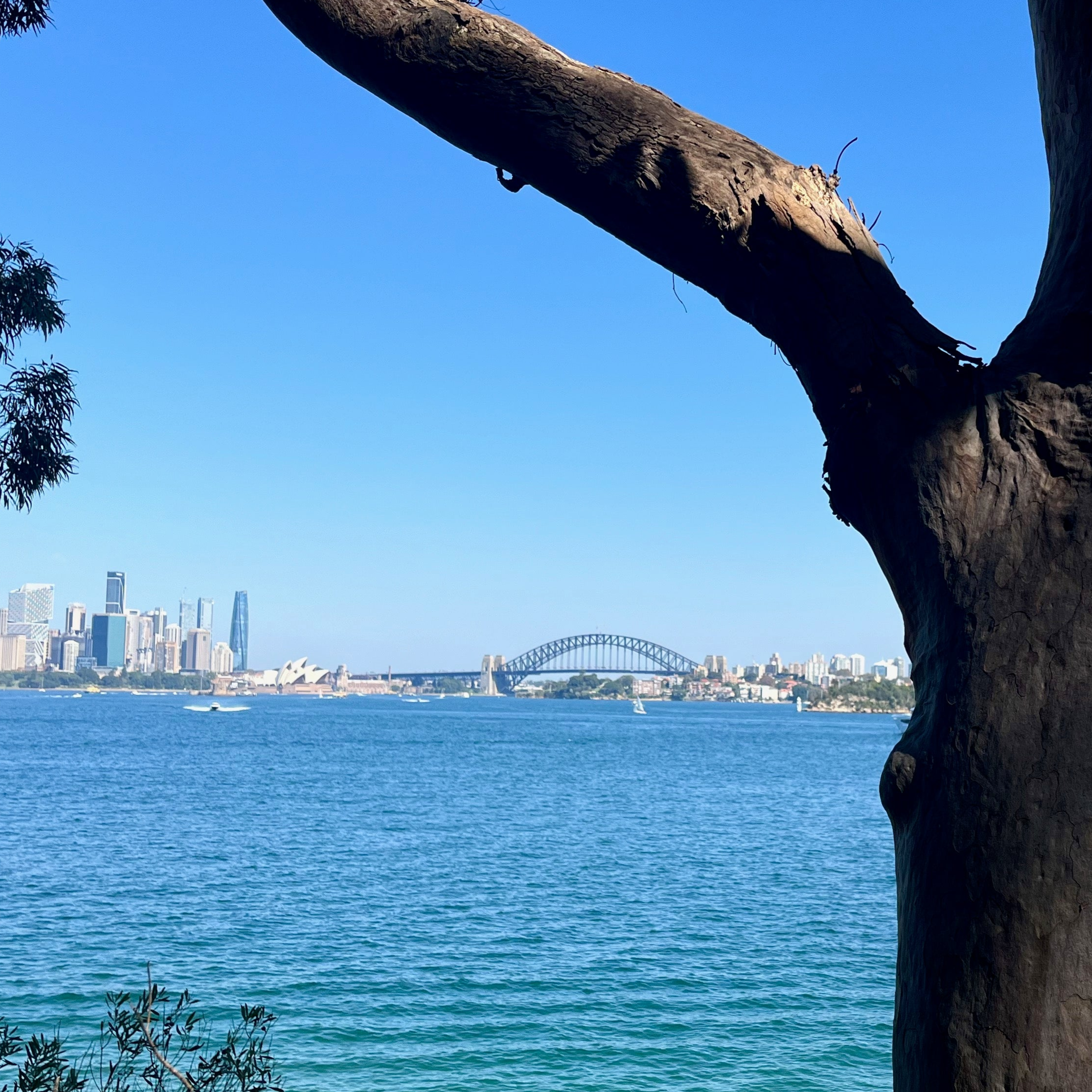 view of Sydney Harbour with Opera House and Harbour Bridge.