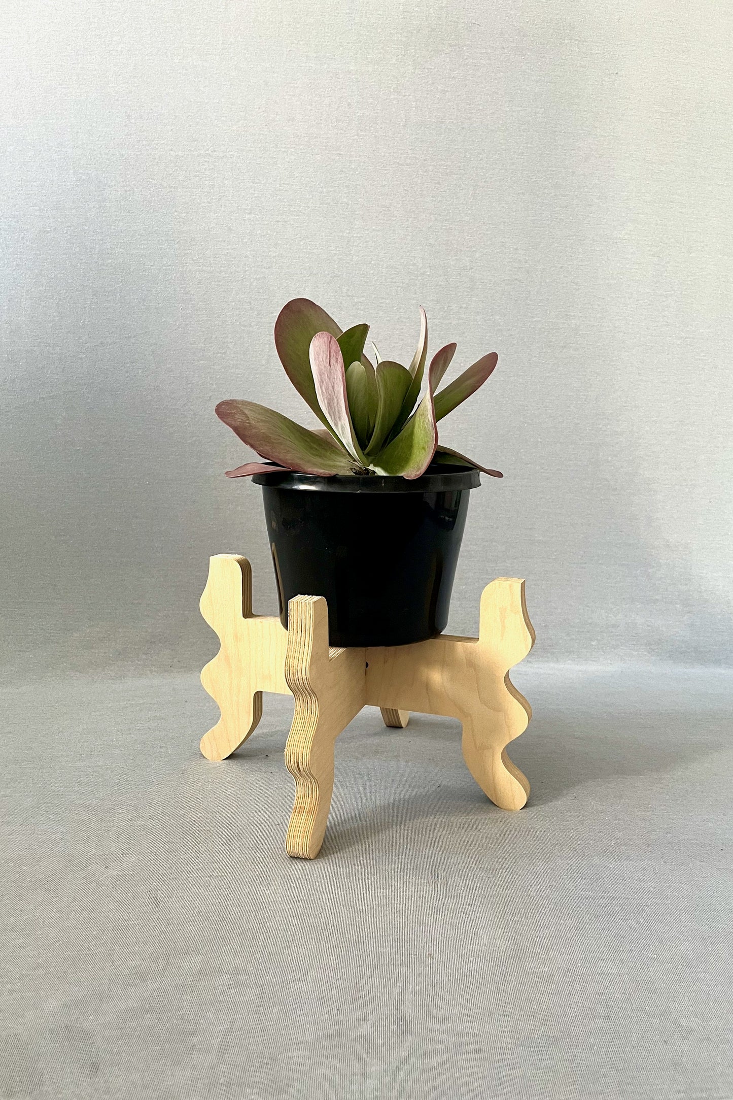 A Xigglie Birch Low-Rider Plant Stand. Australian designed and made in Birch Plywood, supporting plant in black pot.