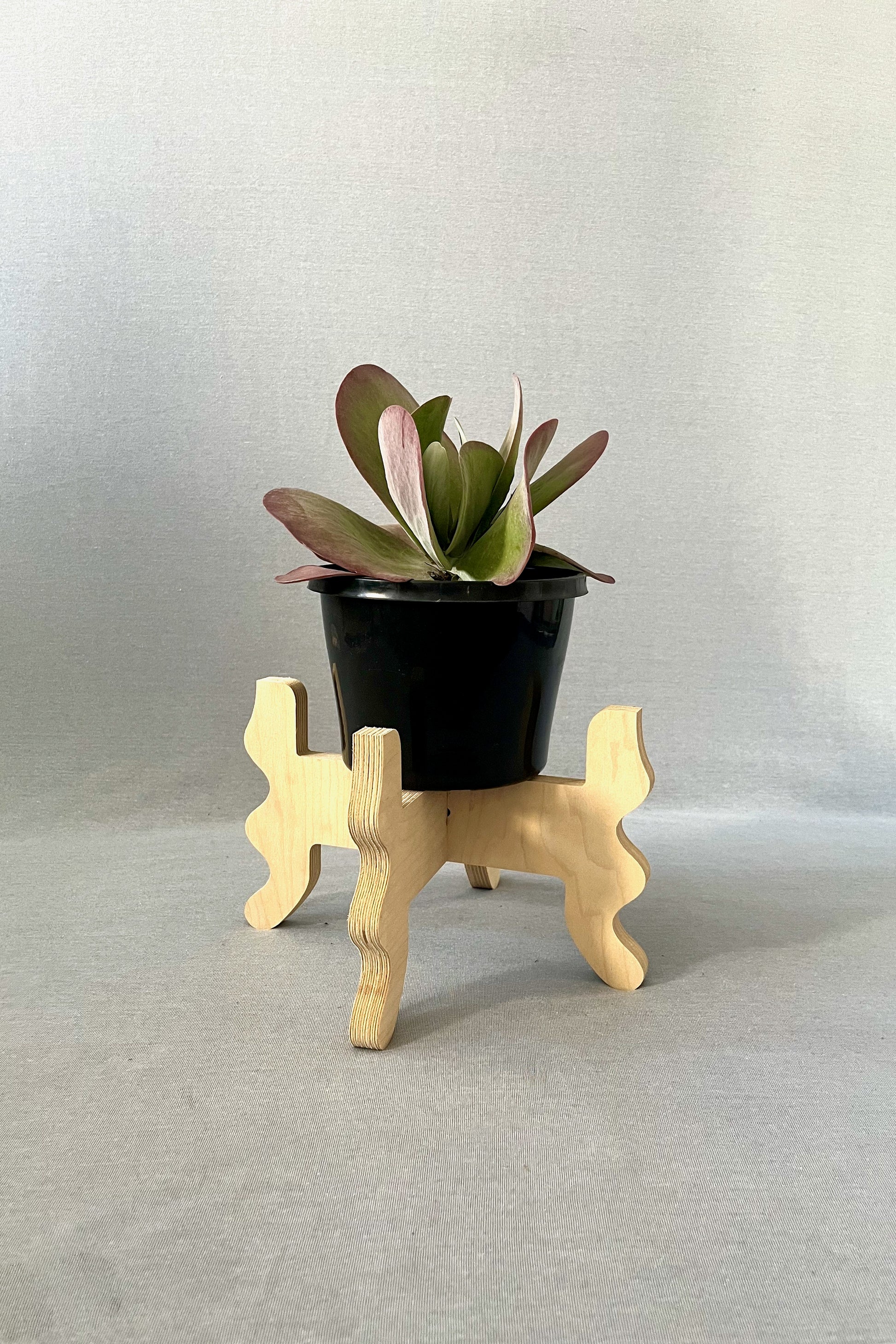 A Xigglie Birch Low-Rider Plant Stand. Australian designed and made in Birch Plywood, supporting plant in black pot.