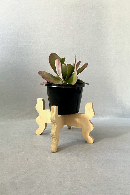 A Xigglie Birch Low-Rider Plant Stand. Australian designed and made in Birch Plywood, supporting plant in black pot.