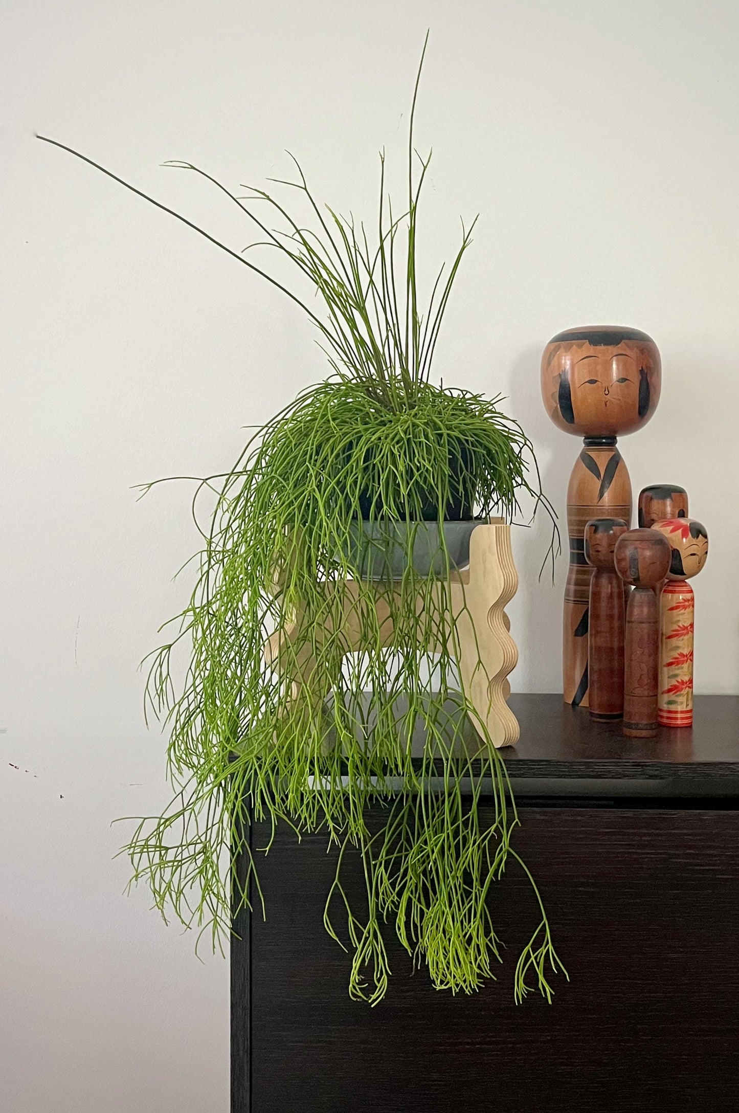 A Xigglie Birch Low-Rider Plant Stand. Australian designed and made in Birch Plywood, supporting plant in ceramic pot, with Japanese Kokeshi alongside.