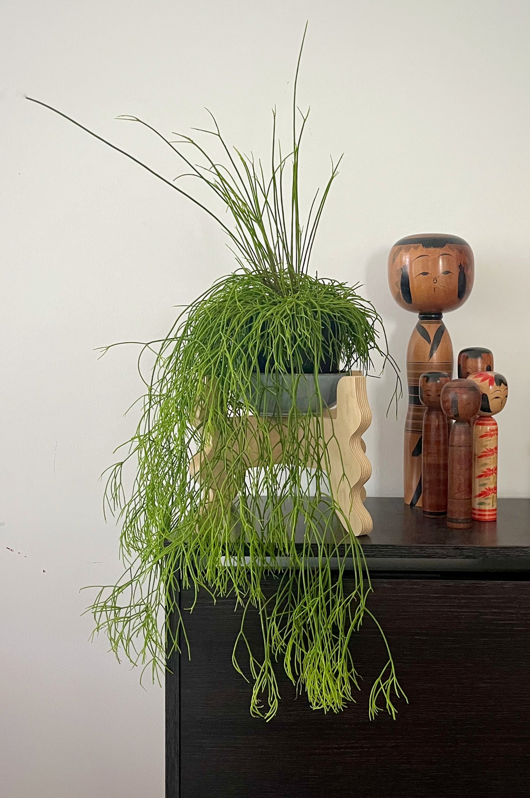 A Xigglie Birch Low-Rider Plant Stand. Australian designed and made in Birch Plywood, supporting plant in ceramic pot, with Japanese Kokeshi alongside.