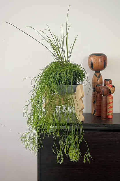 A Xigglie Birch Low-Rider Plant Stand. Australian designed and made in Birch Plywood, supporting plant in ceramic pot, with Japanese Kokeshi alongside.