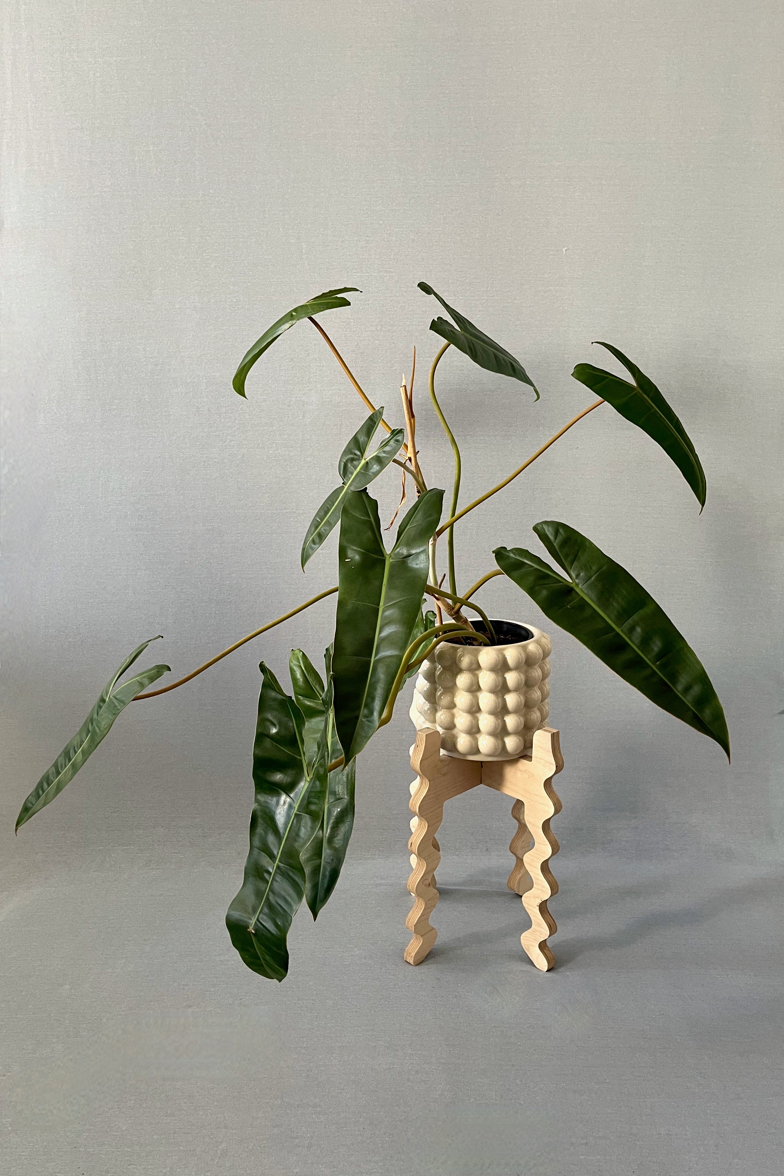 A Xigglie Birch Middie Wide Plant Stand. Australian designed and made in Birch Plywood, supporting plant in ceramic pot.