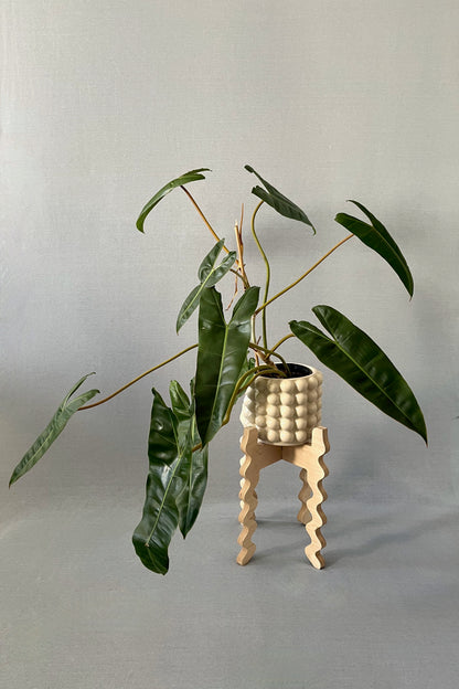 A Xigglie Birch Middie Wide Plant Stand. Australian designed and made in Birch Plywood, supporting plant in ceramic pot.