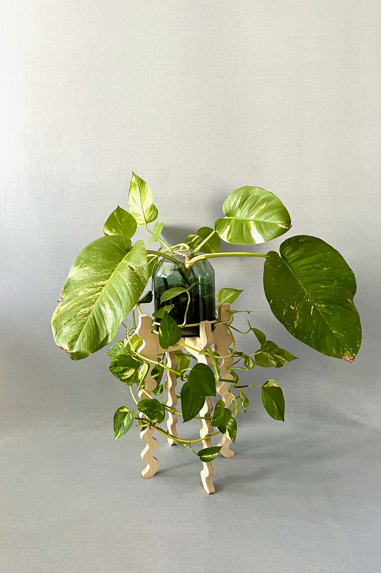 A Xigglie Birch Tallboy Wide Plant Stand. Australian designed and made in FSC Birch Plywood, supporting plant in glass pot.