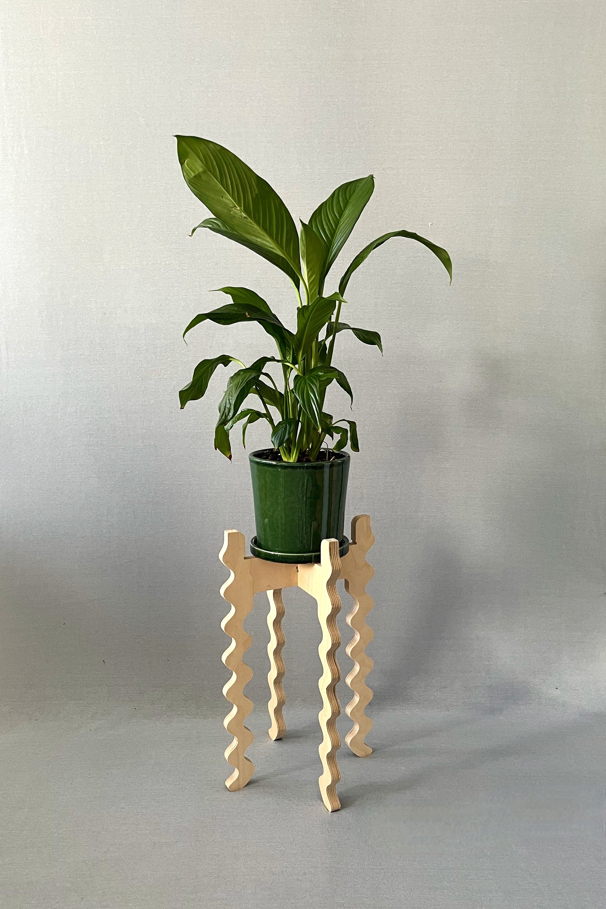 A Xigglie Birch Tallboy Wide Plant Stand. Australian designed and made in FSC Birch Plywood, supporting plant in green ceramic pot.