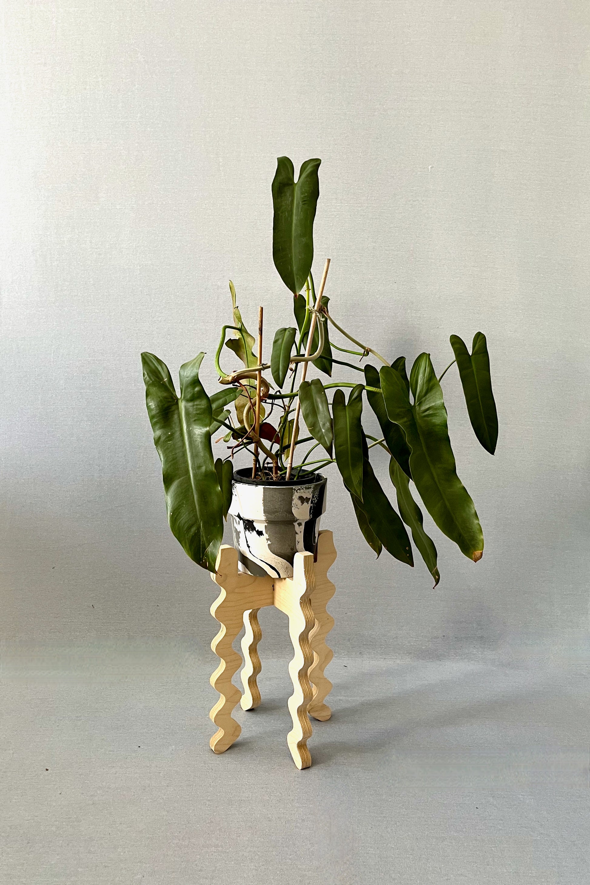 A Xigglie Birch Middie Skinny Plant Stand. Australian designed and made in Birch Plywood, supporting plant in black & white pot.