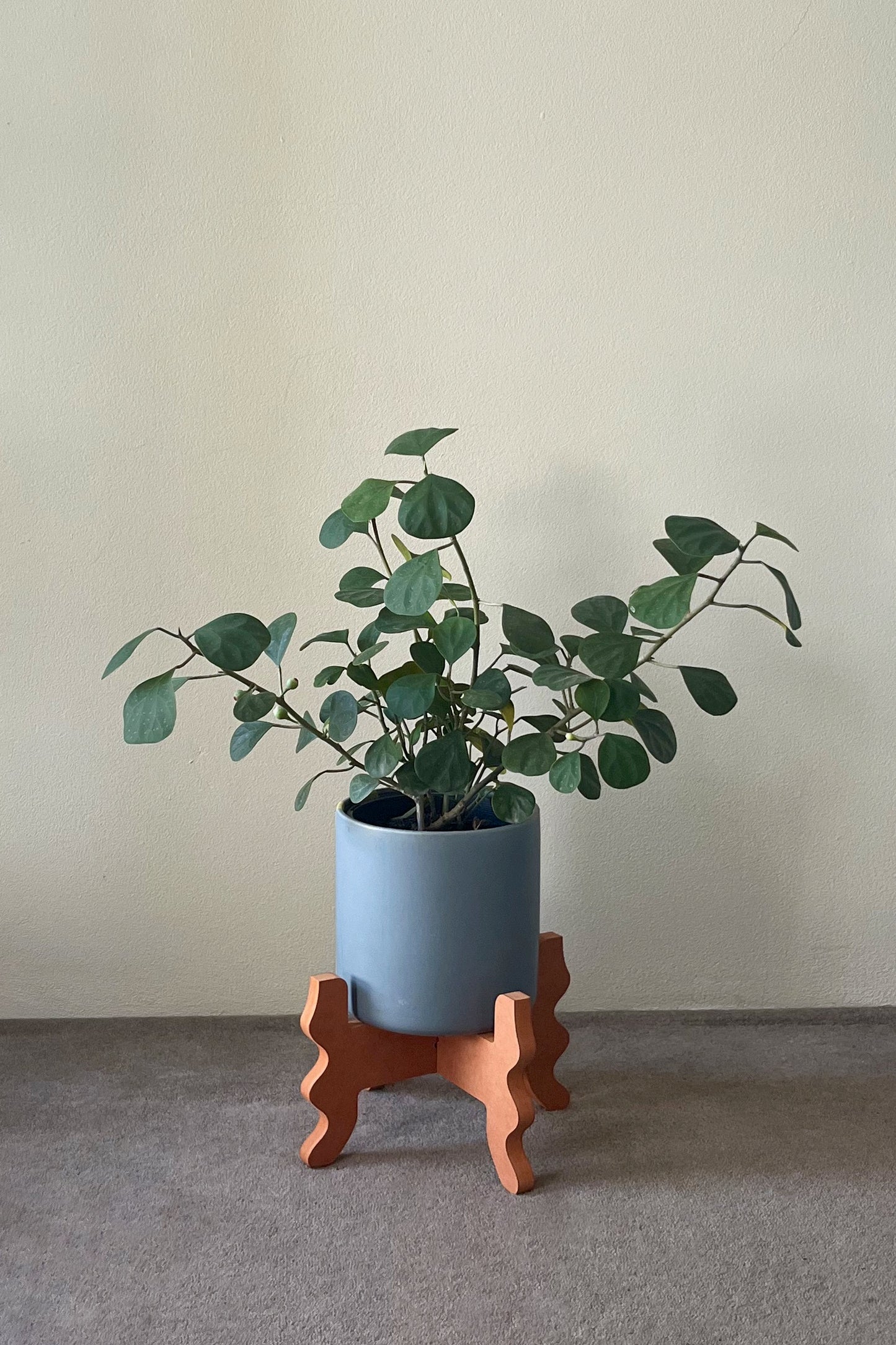 A potted plant on an orange wavy Xigglie Mango Low Rider Plant Stand against a plain wall.