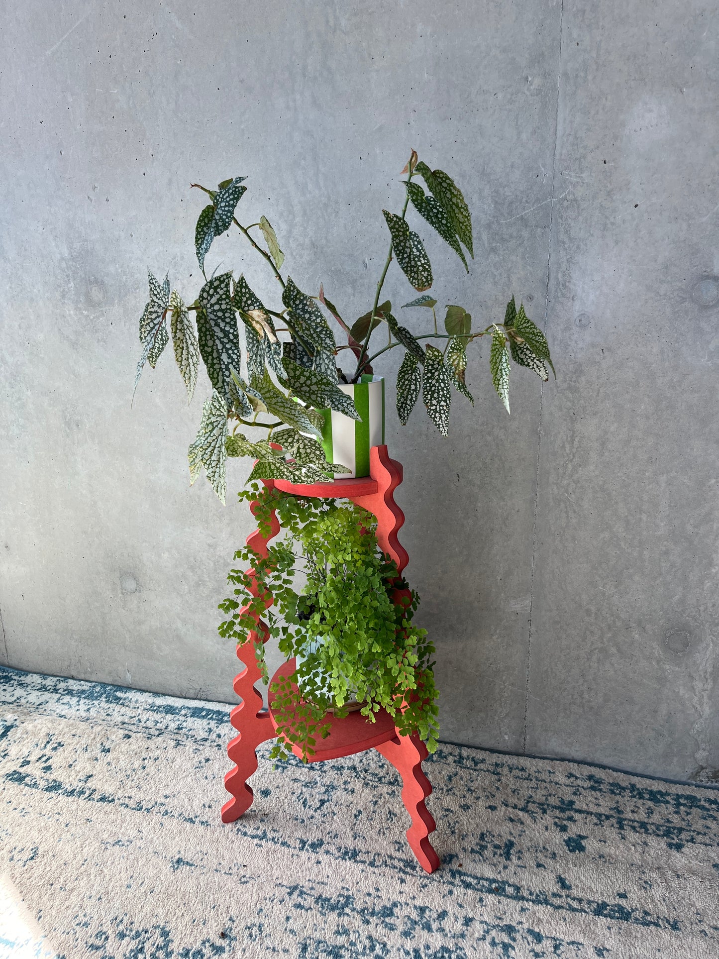 Valentines Special Edition