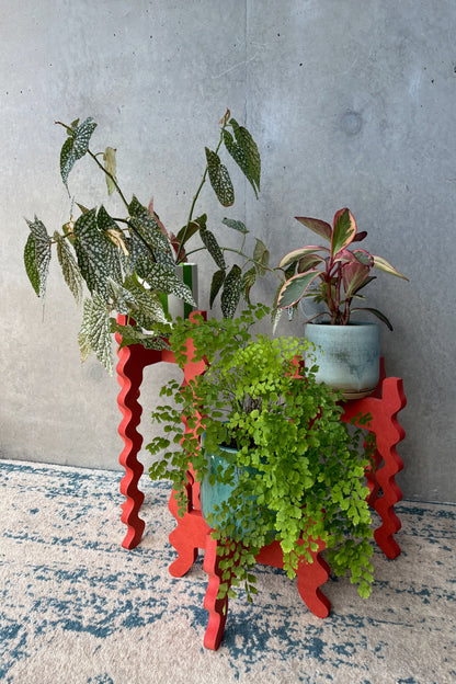 Poppy 3 Stand Bundle