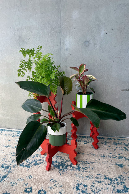 Poppy 3 Stand Bundle