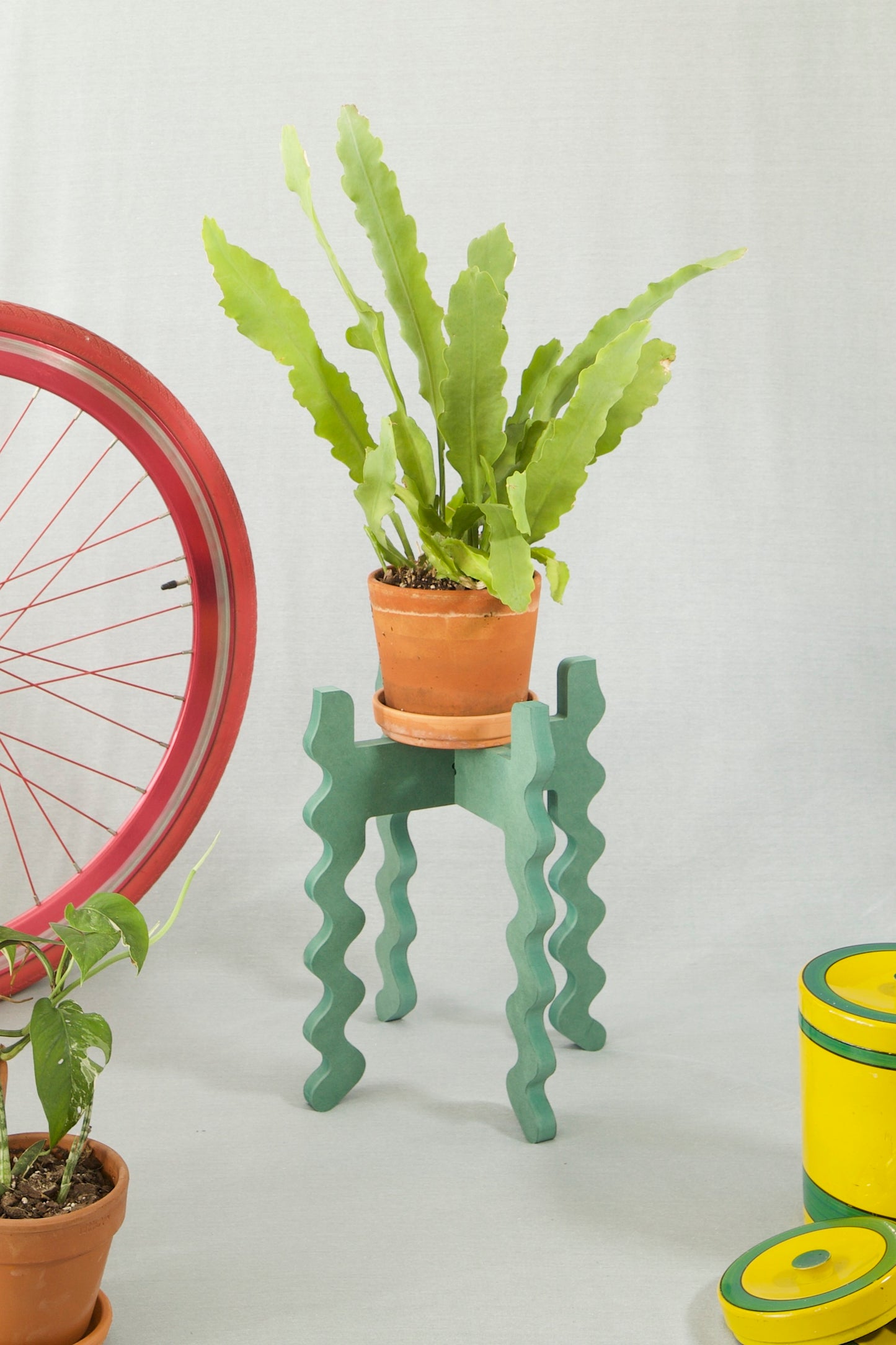 A Xigglie Sage Middie Wide Plant Stand. Australian designed and made in green moisture-resistant MDF, supporting plant in terracotta pot.