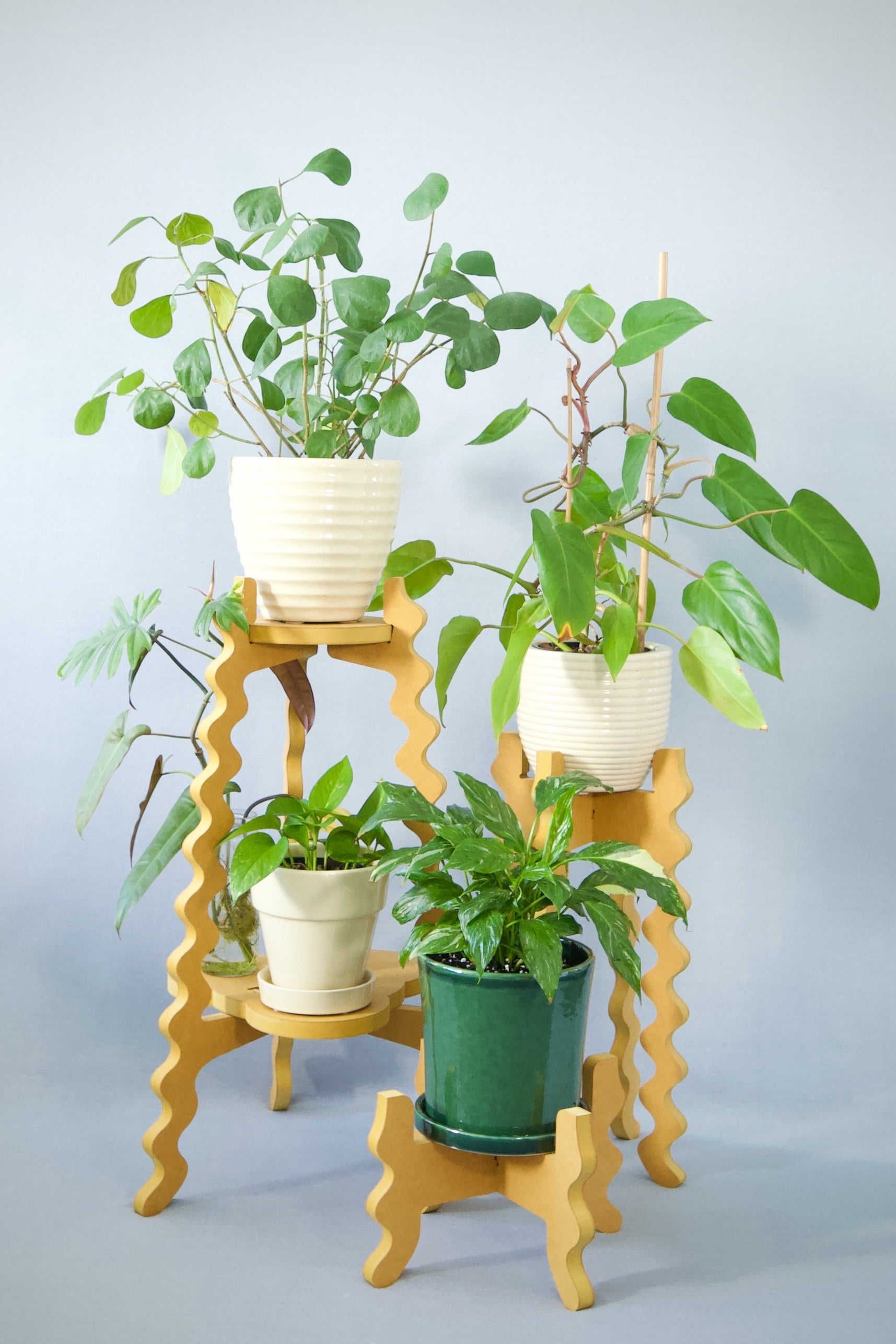 3 Xigglie Saffron Collection Plant Stands, supporting pot plants.  Australian designed and made in yellow moisture-resistant MDF.