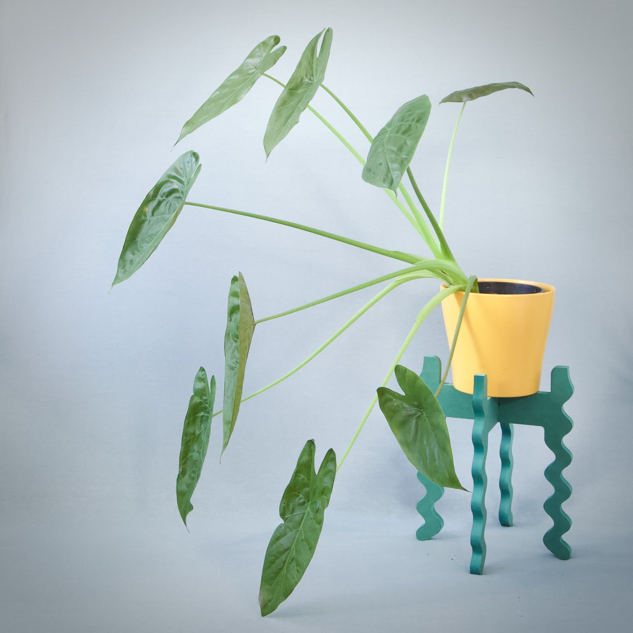 A Xigglie Sage Middie Wide Plant Stand. Australian designed and made in green moisture-resistant MDF. Supporting plant in yellow pot.
