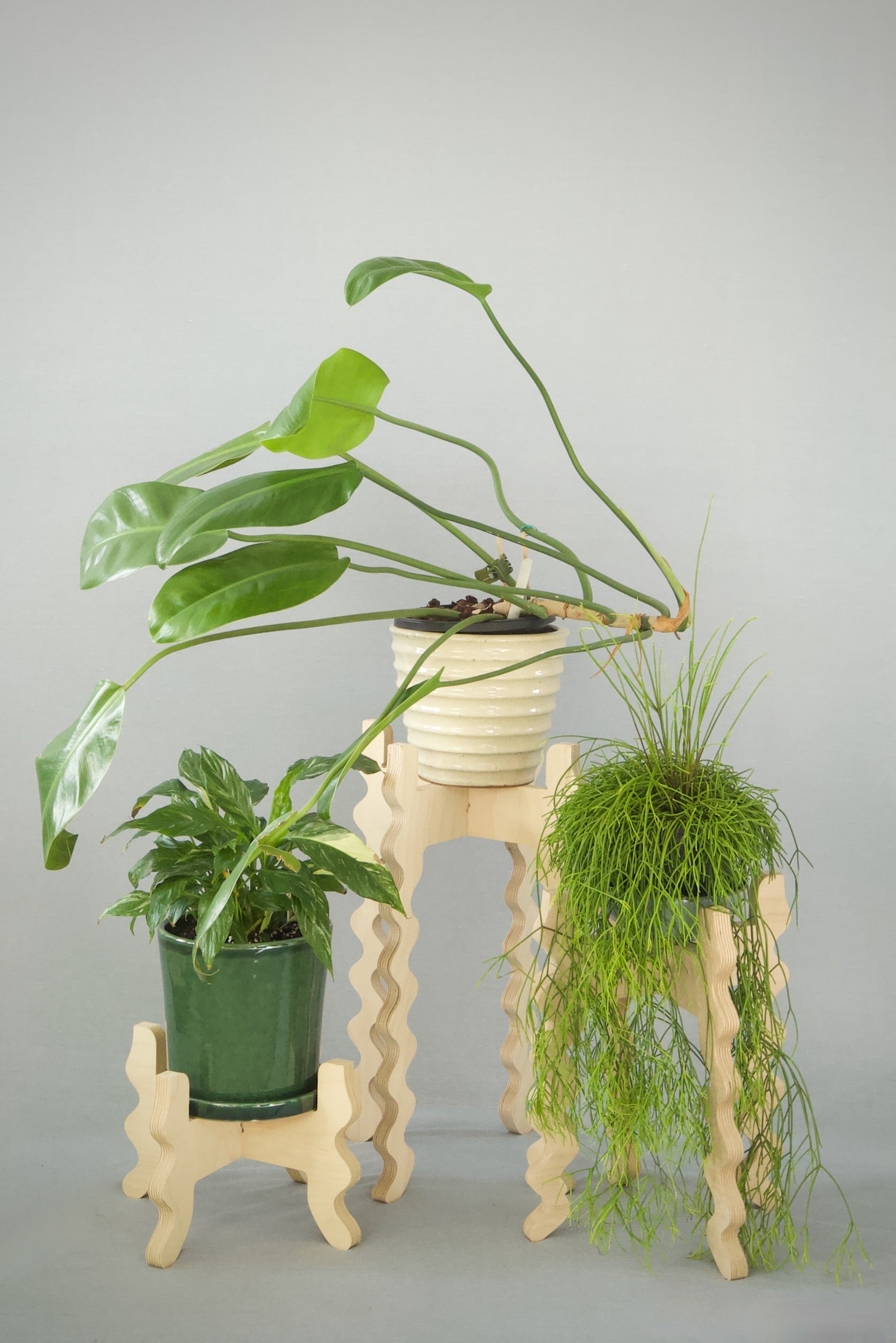 Three Xigglie Birch Collection Plant Stands. Australian designed and made in FSC Birch Plywood, supporting plants in ceramic pots.