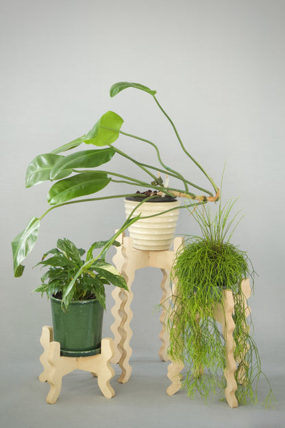 Three Xigglie Birch Collection Plant Stands. Australian designed and made in FSC Birch Plywood, supporting plants in ceramic pots.