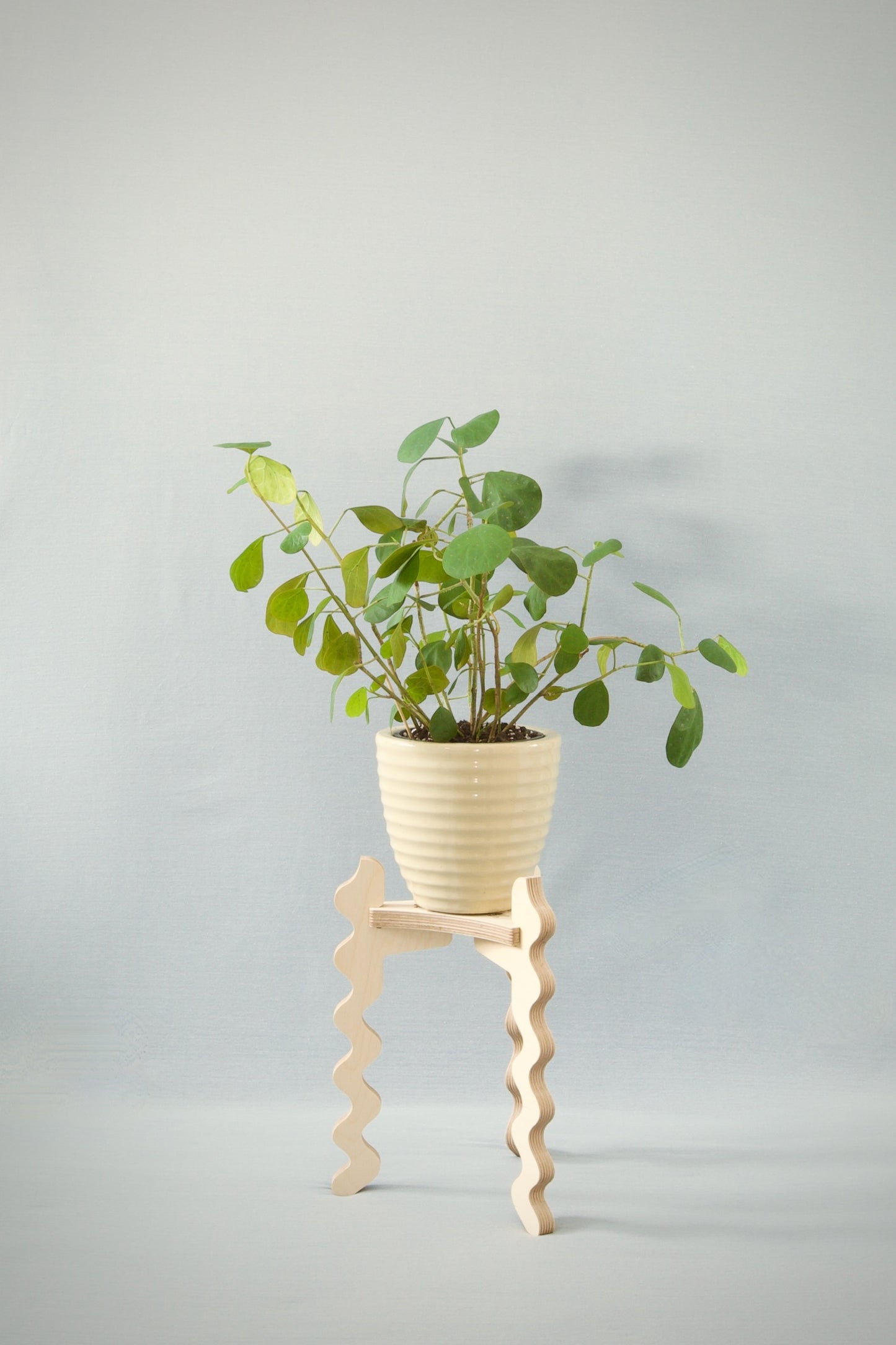 A Xigglie Birch Trio Plant Stand. Australian designed and made in FSC Birch Plywood, supporting plant in ceramic pot.