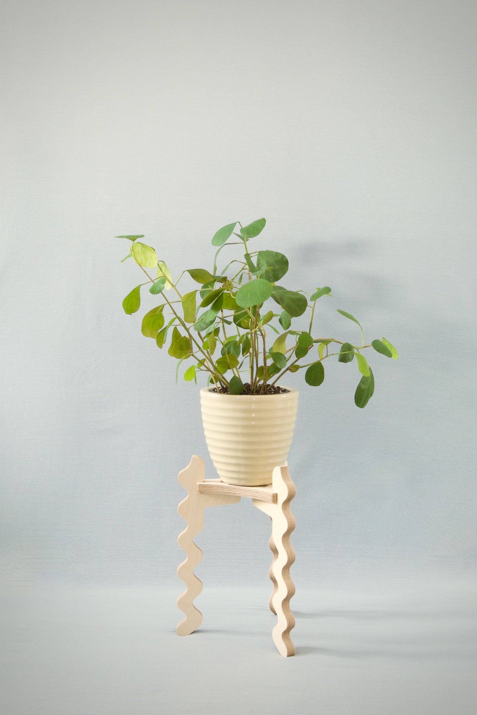 A Xigglie Birch Trio Plant Stand. Australian designed and made in FSC Birch Plywood, supporting plant in ceramic pot.