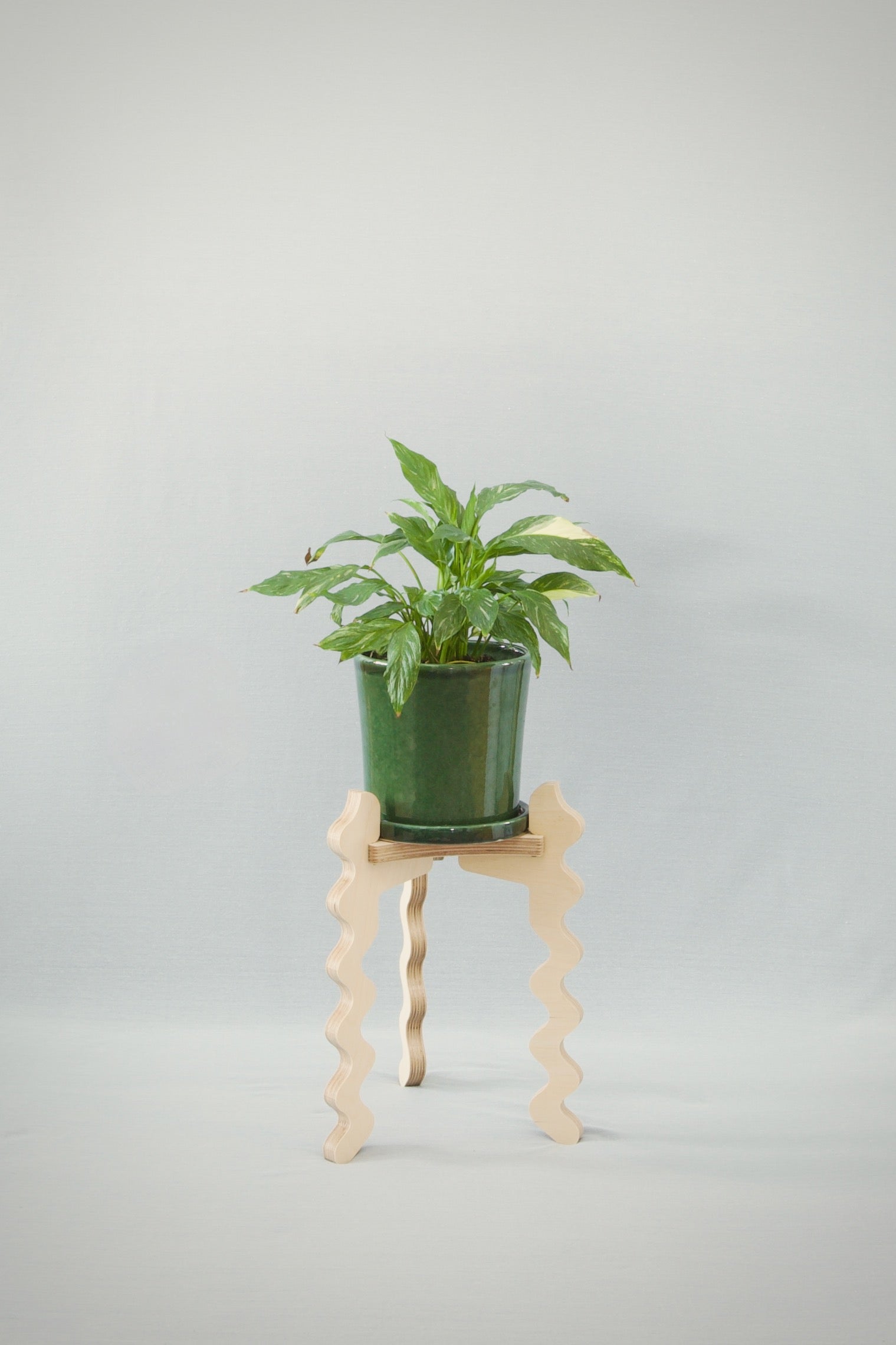 A Xigglie Birch Trio Plant Stand. Australian designed and made in FSC Birch Plywood, supporting plant in green ceramic pot.