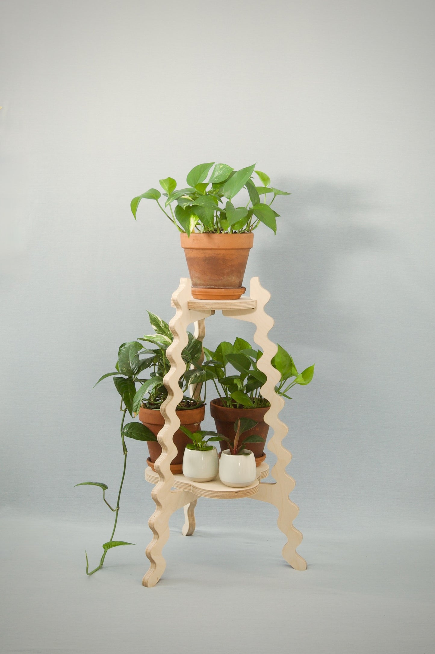 A Xigglie Birch Two-Up Plant Stand. Australian designed and made in FSC Birch Plywood, supporting plants in terracotta pots.