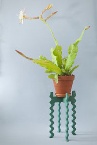 A Xigglie Sage Tallboy Wide Plant Stand. Australian designed and made in green moisture-resistant MDF, supporting flowering plant in terracotta pot.