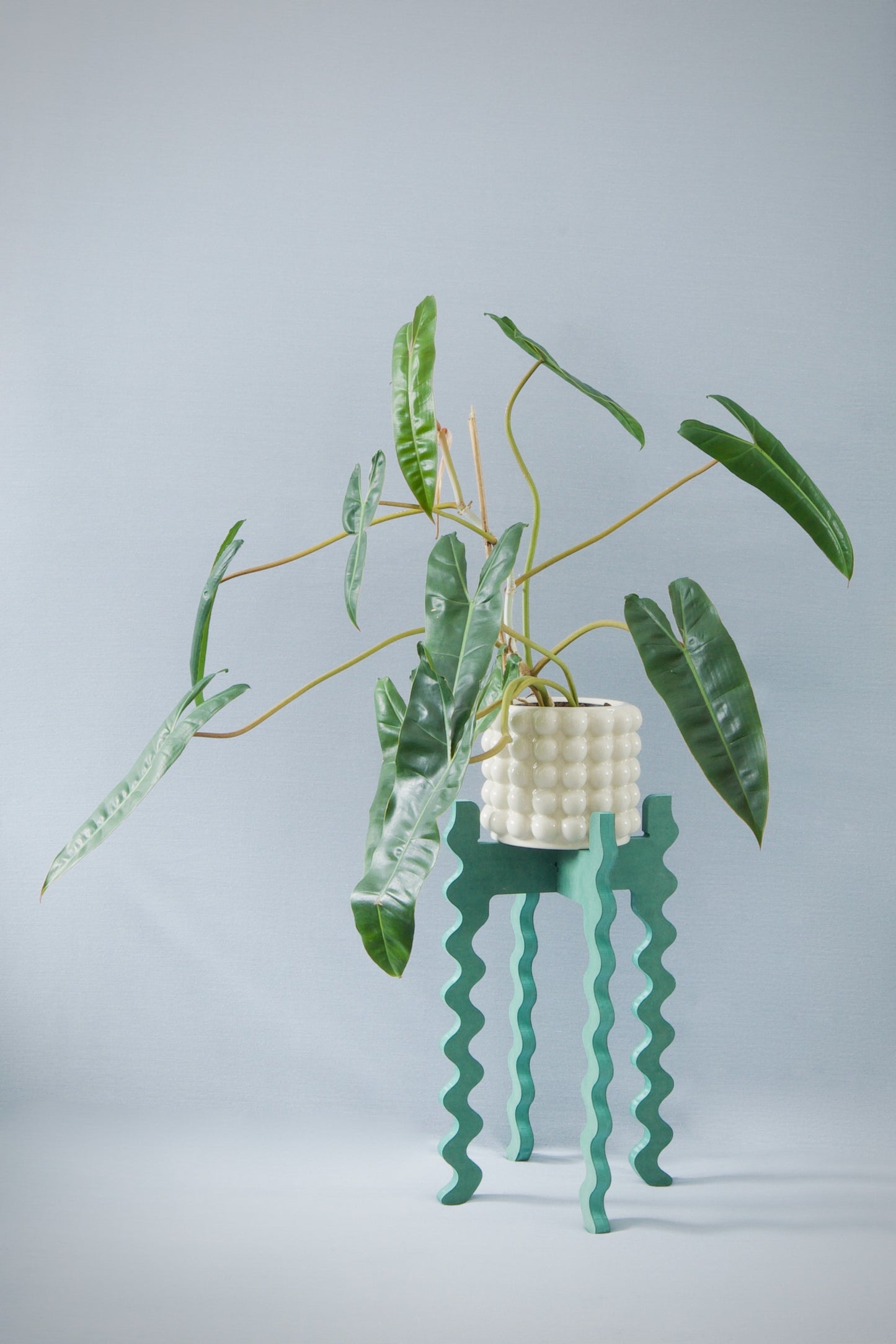 A Xigglie Sage Tallboy Wide Plant Stand. Australian designed and made in green moisture-resistant MDF, supporting plant in ceramic pot.