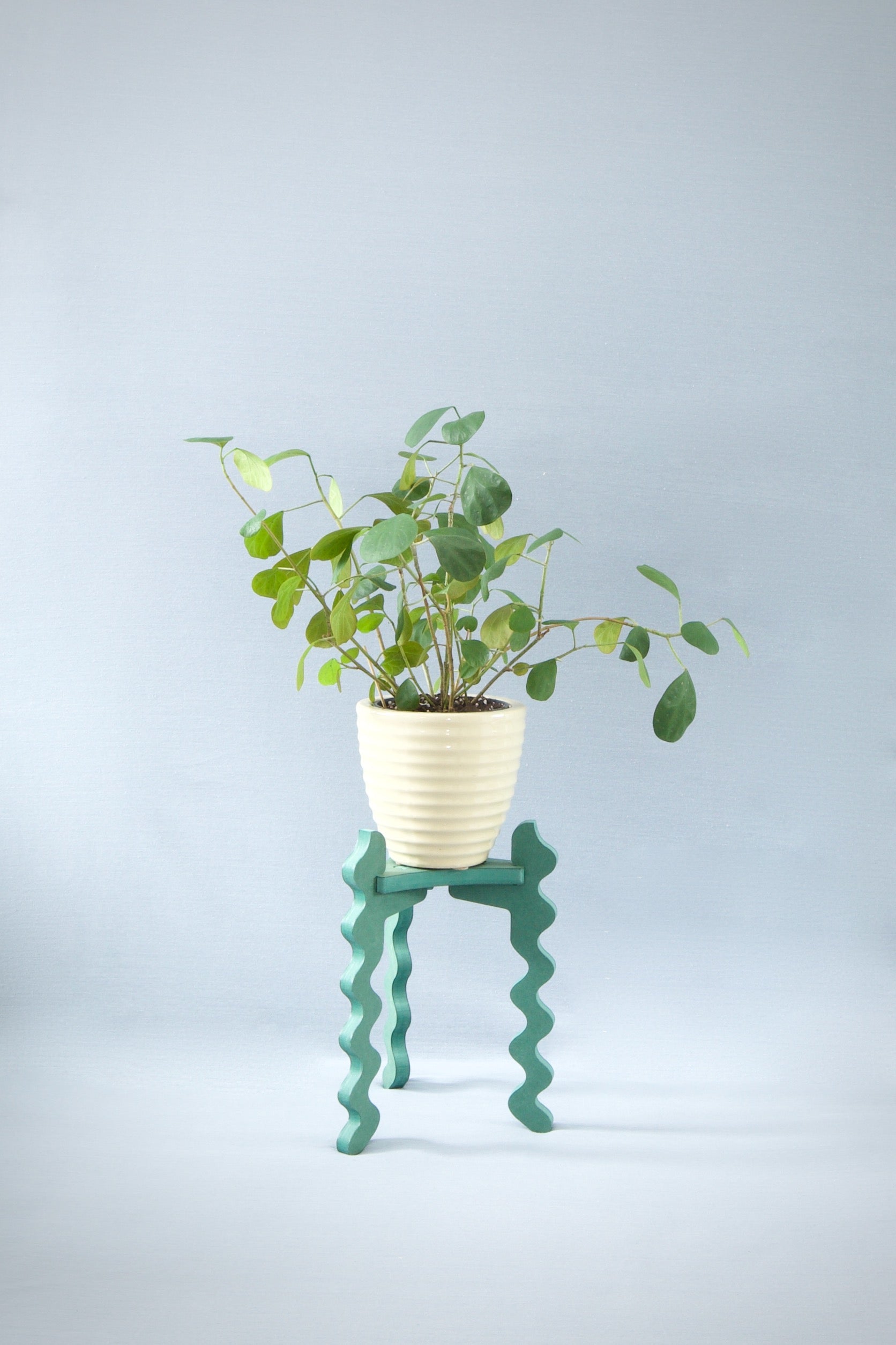 A Xigglie Sage Trio Plant Stand. Australian designed and made in green moisture-resistant MDF, supporting a  plant in ceramic pot.