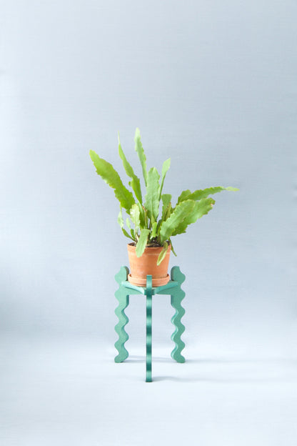 A Xigglie Sage Trio Plant Stand. Australian designed and made in green moisture-resistant MDF, supporting a  plant in terracotta pot.