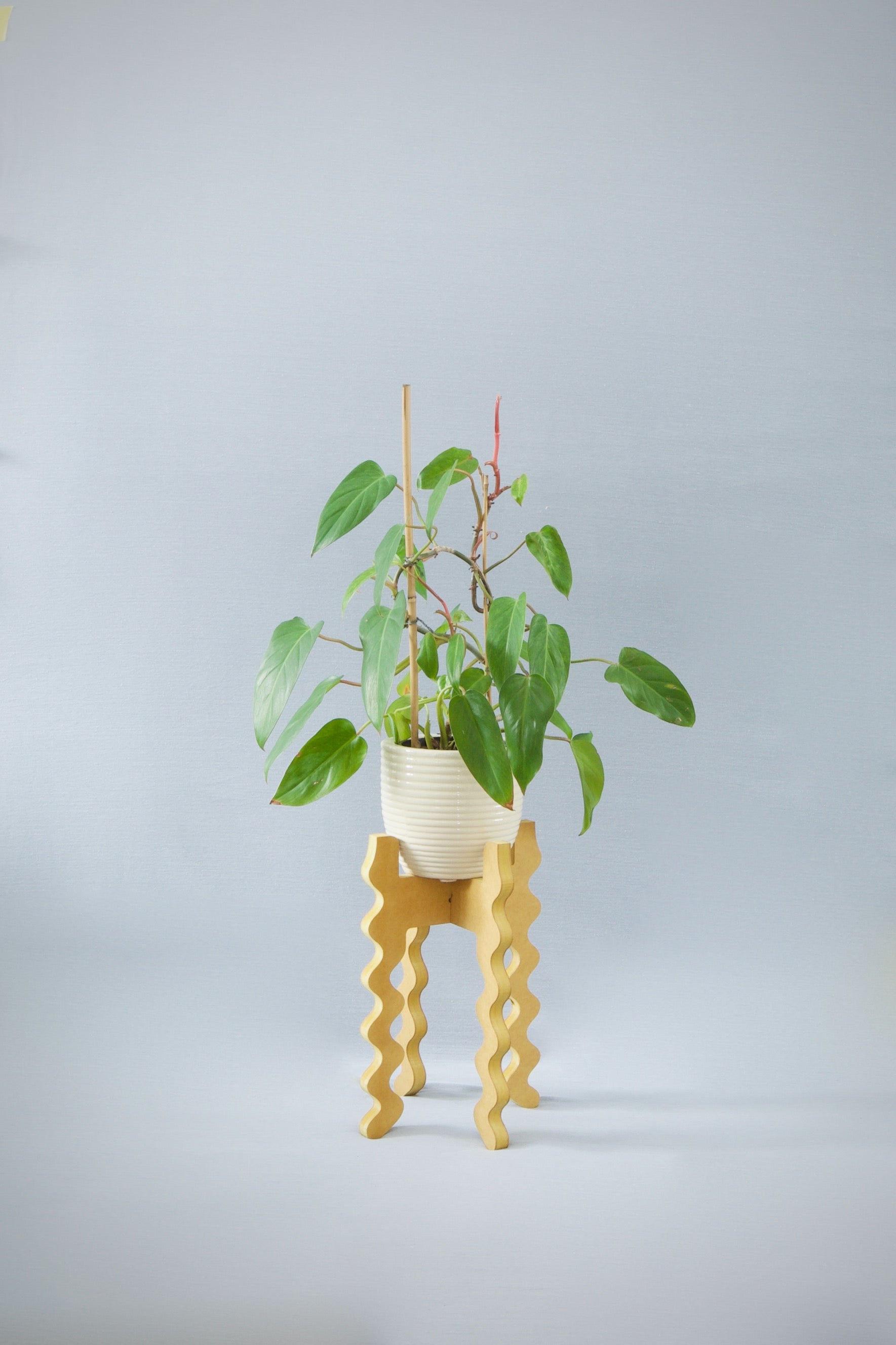 A Xigglie Saffron Middie Skinny Plant Stand. Australian designed and made in yellow moisture-resistant MDF, supporting a plant & pot.