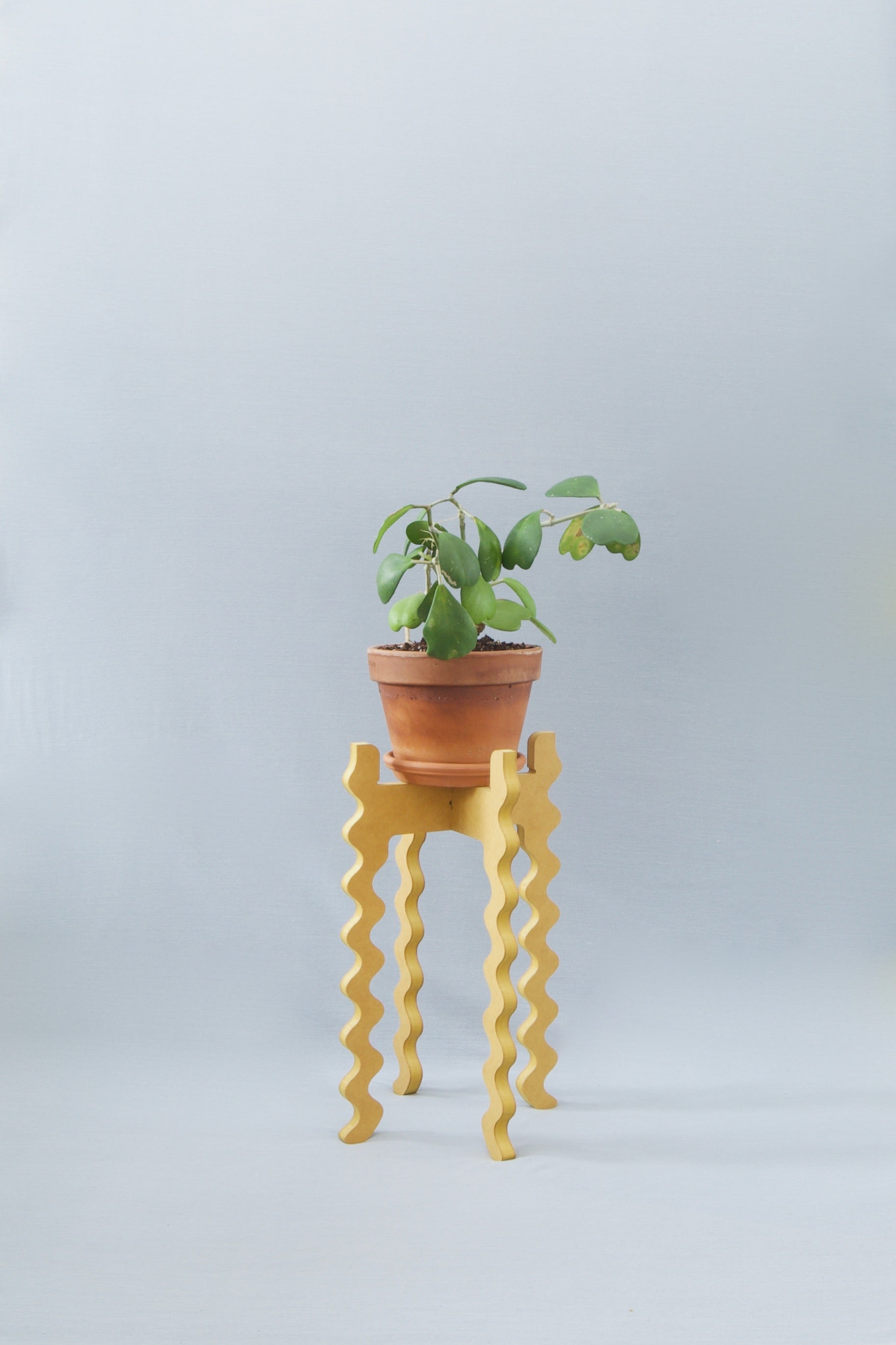 A Xigglie Saffron Tallboy Wide Plant Stand. Australian designed and made in moisture-resistant MDF, supporting a plant & terracotta pot.