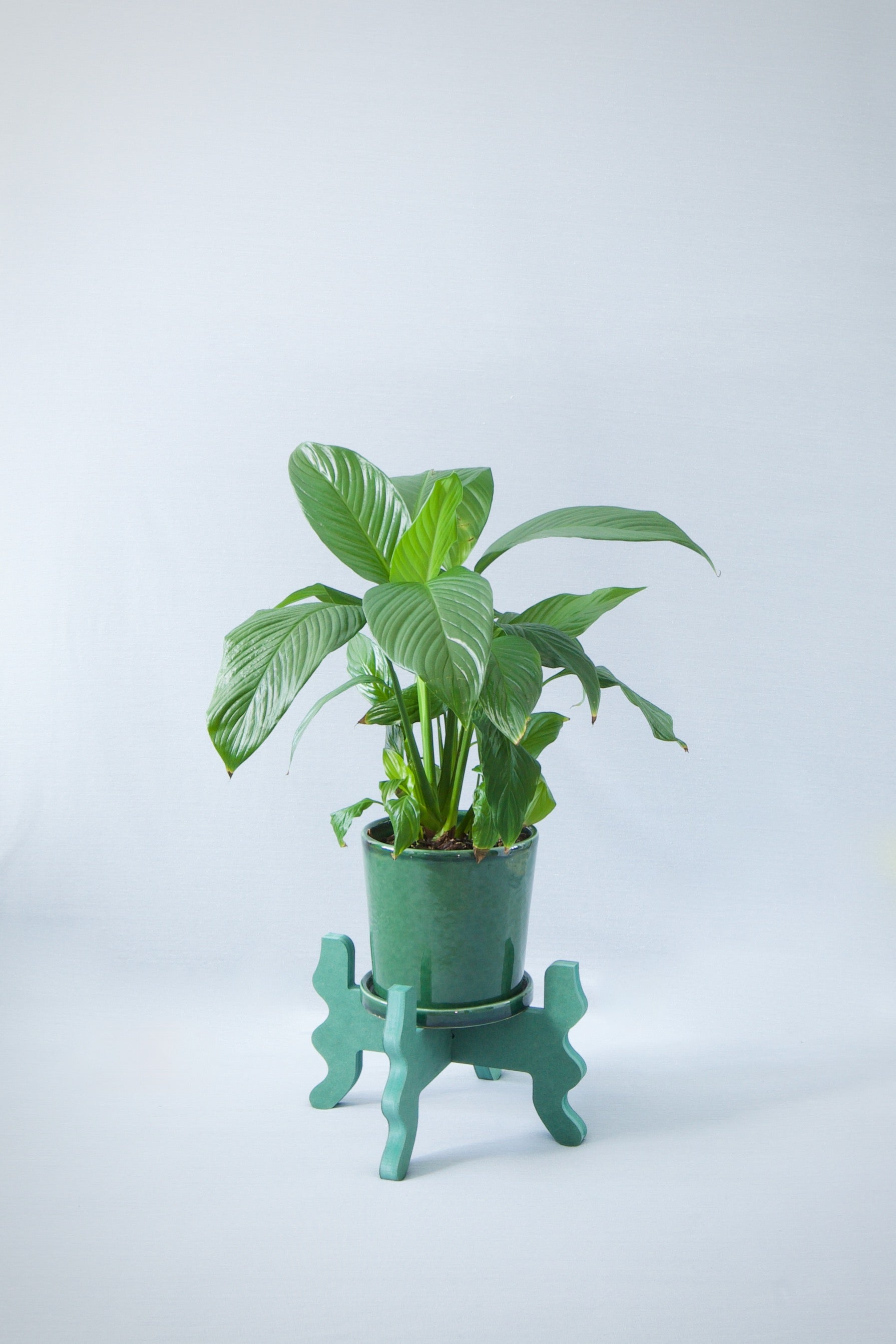 A Xigglie Sage Low-Rider Plant Stand. Australian designed and made in green moisture-resistant MDF, supporting plant in green ceramic pot.