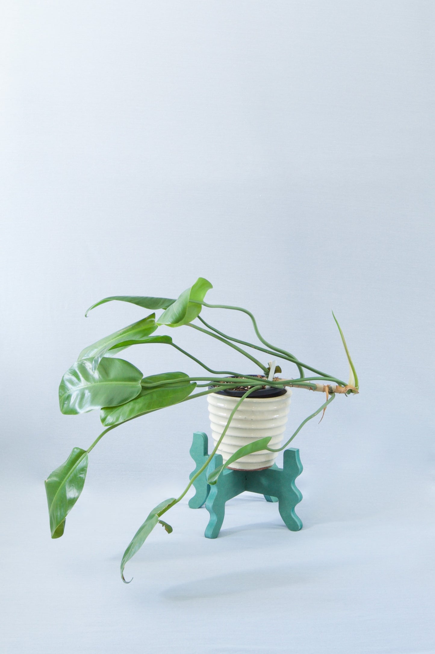 A Xigglie Sage Low-Rider Plant Stand. Australian designed and made in green moisture-resistant MDF, supporting plant in ceramic pot.